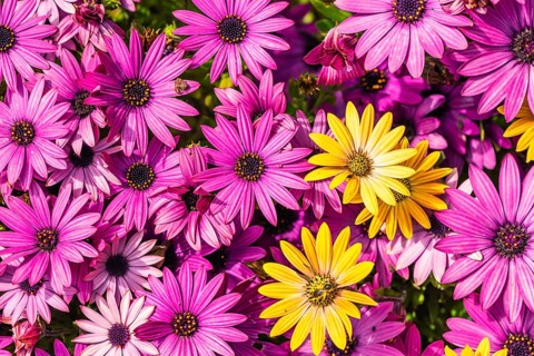 African Daisy Colour Mix