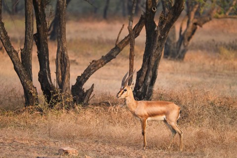 Young Indian bennetti gazelle or chinkara walking and grazing in the forest of Rathnambore National Park. Tourism elecogy environment background. Rajasthan
