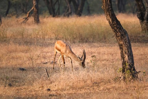 Young Indian bennetti gazelle or chinkara walking and grazing in the forest of Rathnambore National Park. Tourism elecogy environment background. Rajasthan