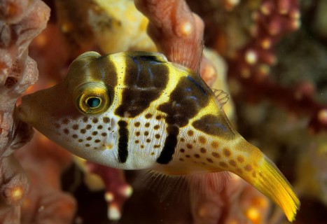 Mimikry-Feilenfisch der auch Schwarzsattel-Feilenfisch