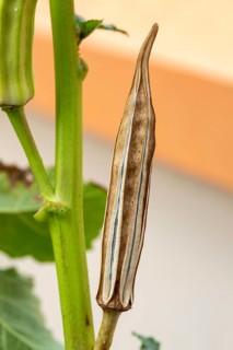 Dry okra