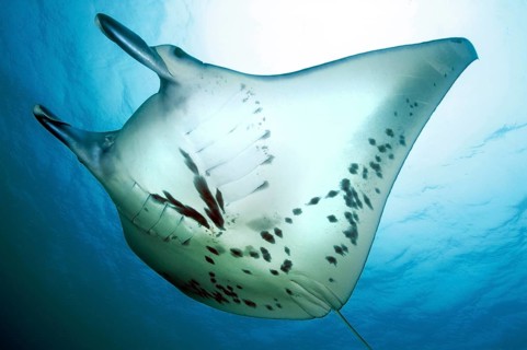 Manta