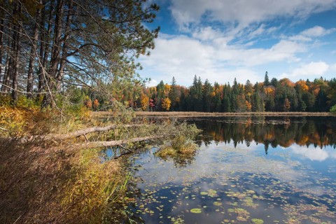 Herbstfarben im Algonquin Park