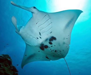 Manta