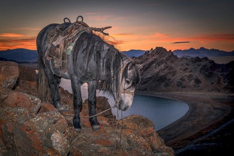 A horse under the sunset. Western Mongolia
