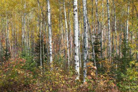 Herbstlicher Birkenwald