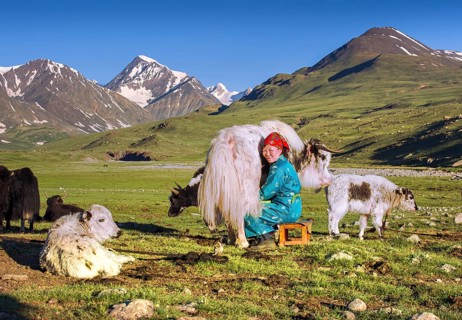 Milking yak in summer under the Mongolian Altai Mountains