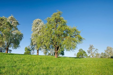 Bluehende Birnbaeume im Fruehling auf gruener Wiese