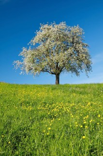 Alleinstehender