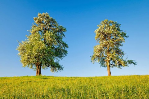 Zwei grosse freistehende und bluehende Birnbaeume auf Blumenwiese im warmen Morgenlicht