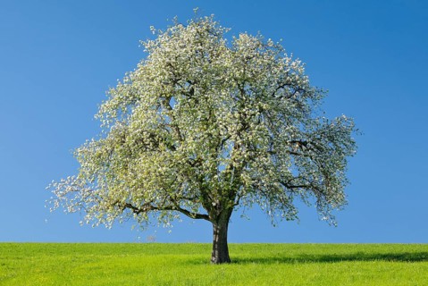 Alleinstehender