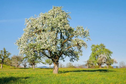 Bluehende Birnbaeume im Fruehling in bluehender Blumenwiese