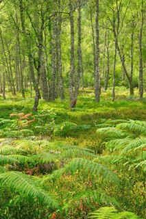 Birkenwald