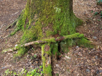 Mit Moos bewachsener Baumstamm im Naturschutzgebiet Hudelmoos