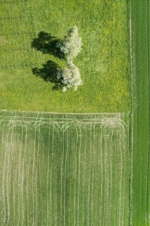 Luftuafnahme gruener Agrarlandschaft mit zwei bluehenden Birnenbaeumen im Fruehling