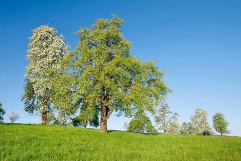 Bluehende Birnbaeume im Fruehling auf gruener Wiese