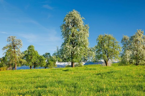 Bluehende Birnbaeume im Fruehling in bluehender Blumenwiese