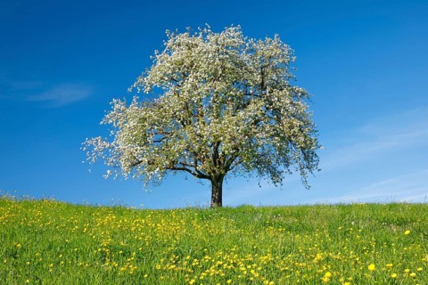 Alleinstehender
