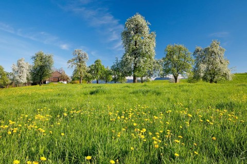 Bluehende Birnbaeume im Fruehling in bluehender Blumenwiese