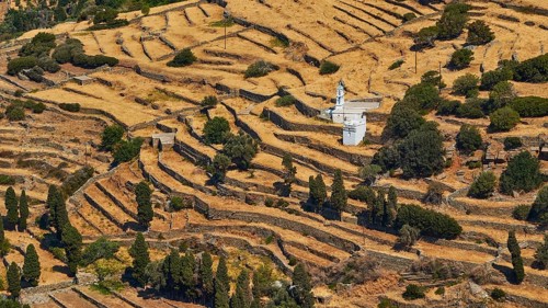 Olive trees