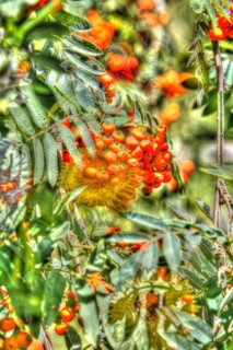 Flowers creative