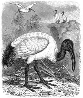 Sacred Ibis