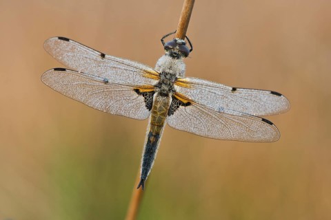 Four-spotted chaser