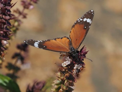Macro