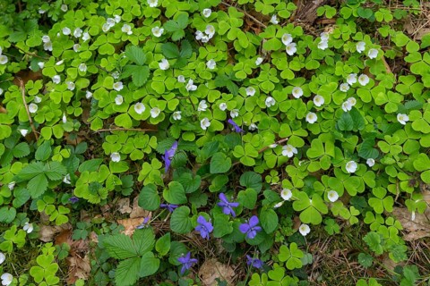 Flowering wood sorrel