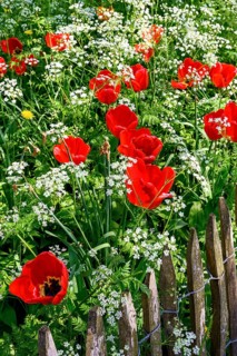 Tulips