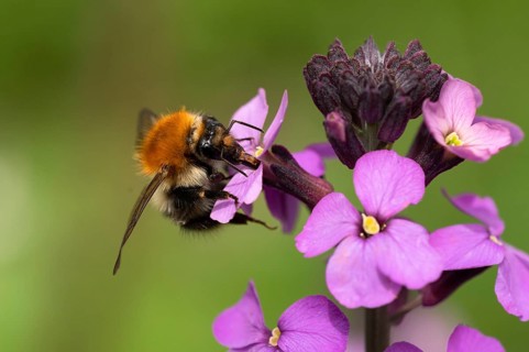 Common carder-bee