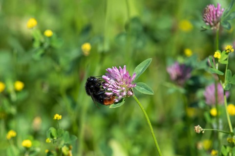 Red-tailed bumblebee