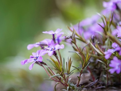 Flowering creeping phlox