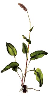 Schlangen-Knoeterich