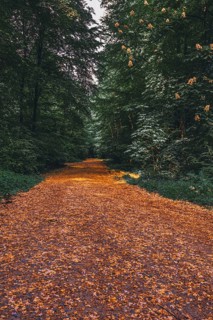 Hiking trail in the forest in the Deister near Hanover