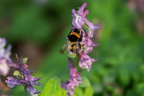 Garden bumblebee