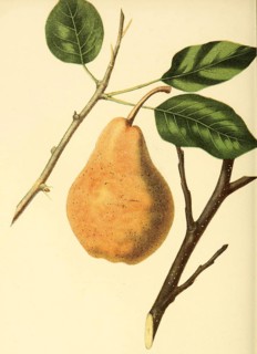 Birne der Sorte Paradise dAutomne Pear