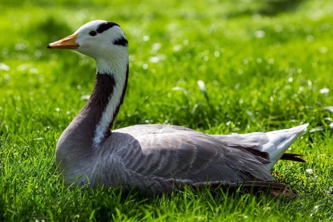 Bar-headed goose