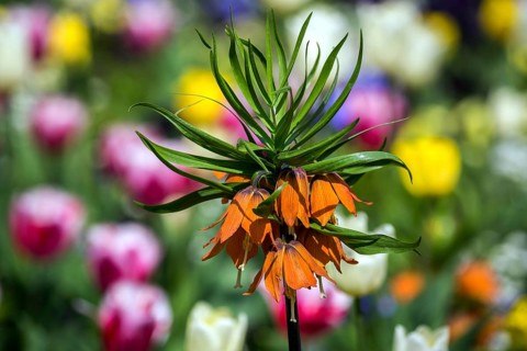 Flowering kaiser's crown