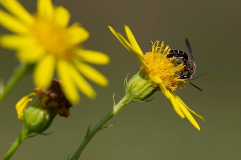 Sweat bee