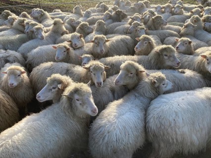 Hornless moorland sheep in a ferch