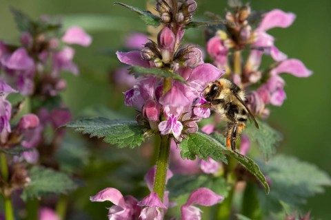 Shrill carder bee