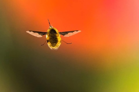 Spotted woolly hawk moth
