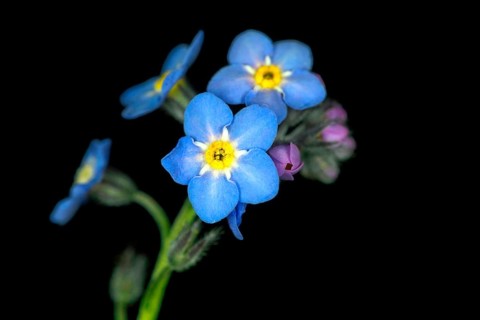 Forget-me-not