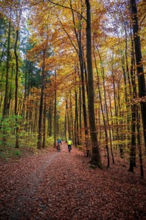 Two cyclists on path through autumnal forest