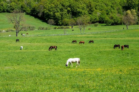 Horses in a meadow in the Reitlingstal