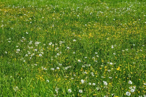 Meadow