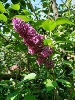 Common lilac in a garden
