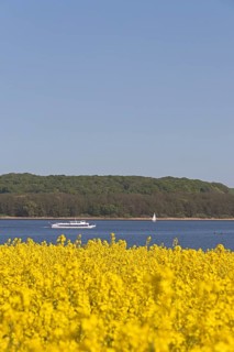 Rape field
