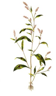 Floh-Knoeterich